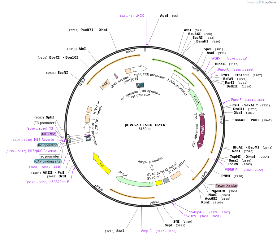 169880-plasmid-map-sequence-id-333095