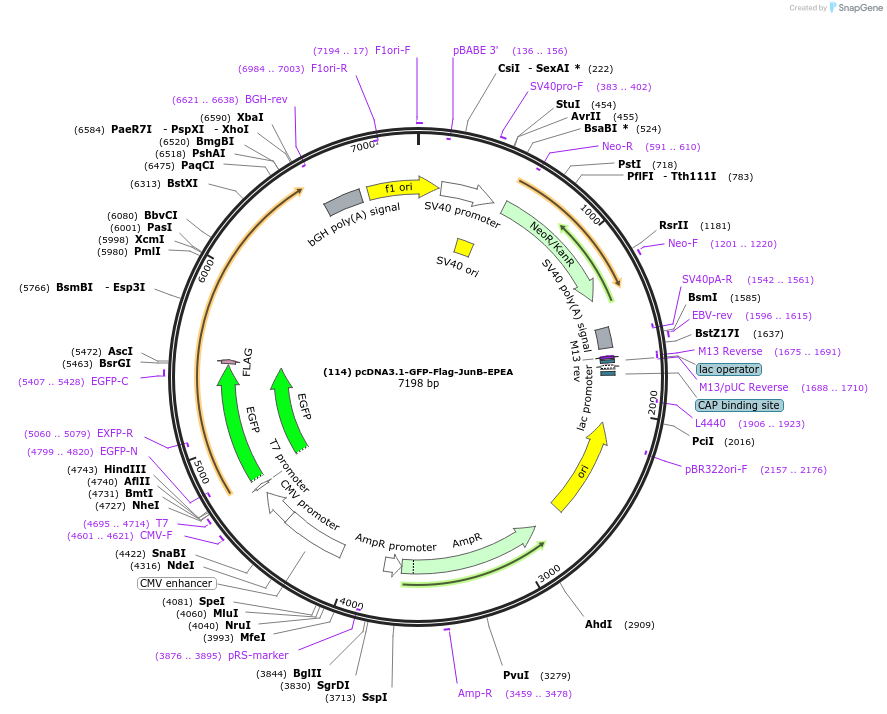 160743-plasmid-map-sequence-id-333101