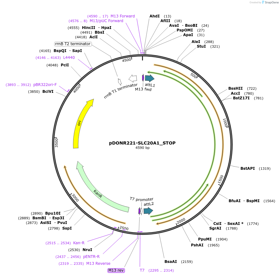 161176-plasmid-map-sequence-id-333109