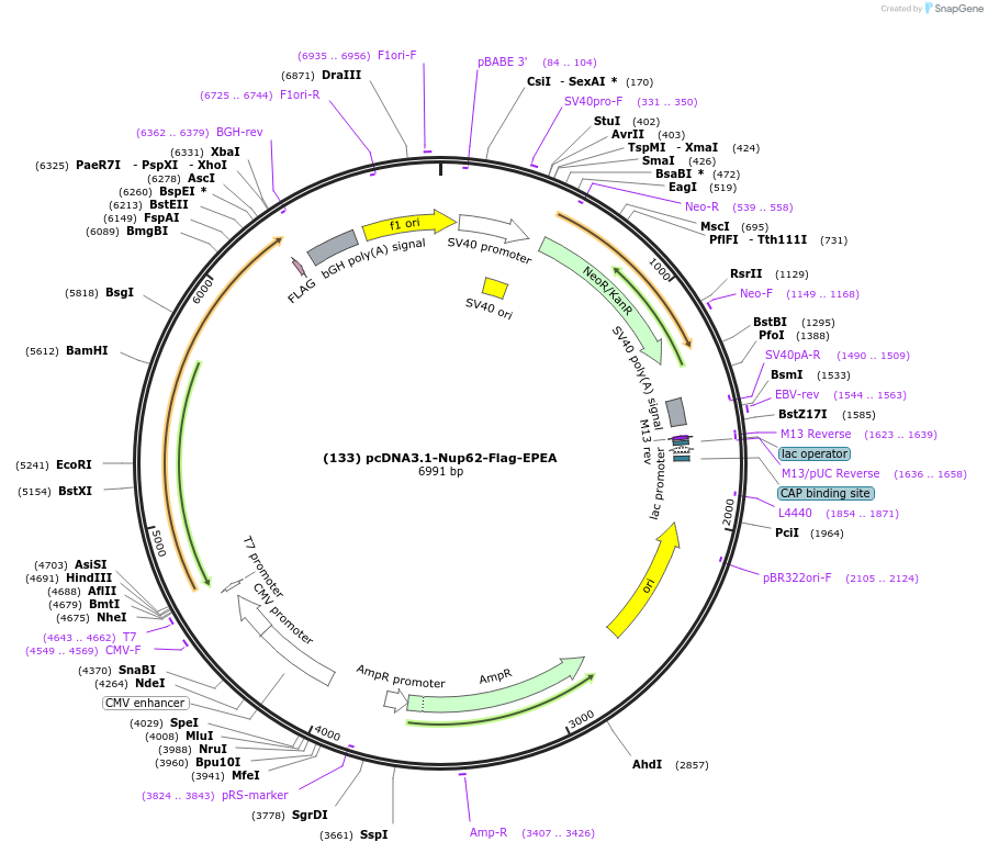 160744-plasmid-map-sequence-id-333114