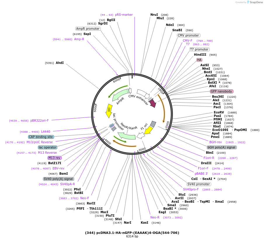 168097-plasmid-map-sequence-id-333127