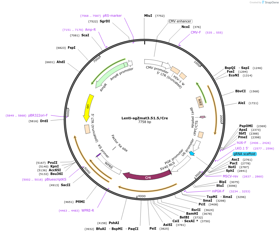 167855-plasmid-map-sequence-id-333139