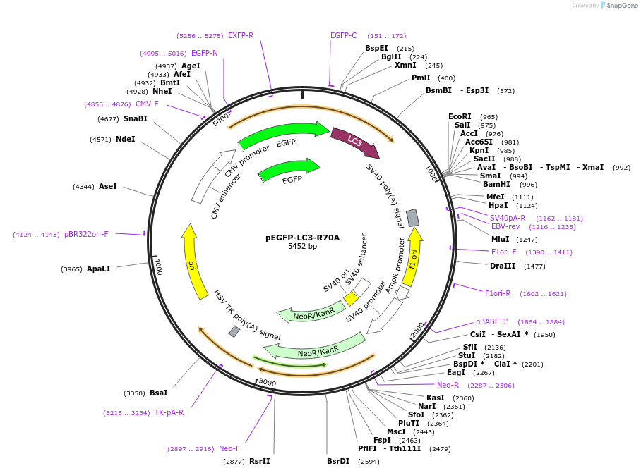 155264-plasmid-map-sequence-id-333140