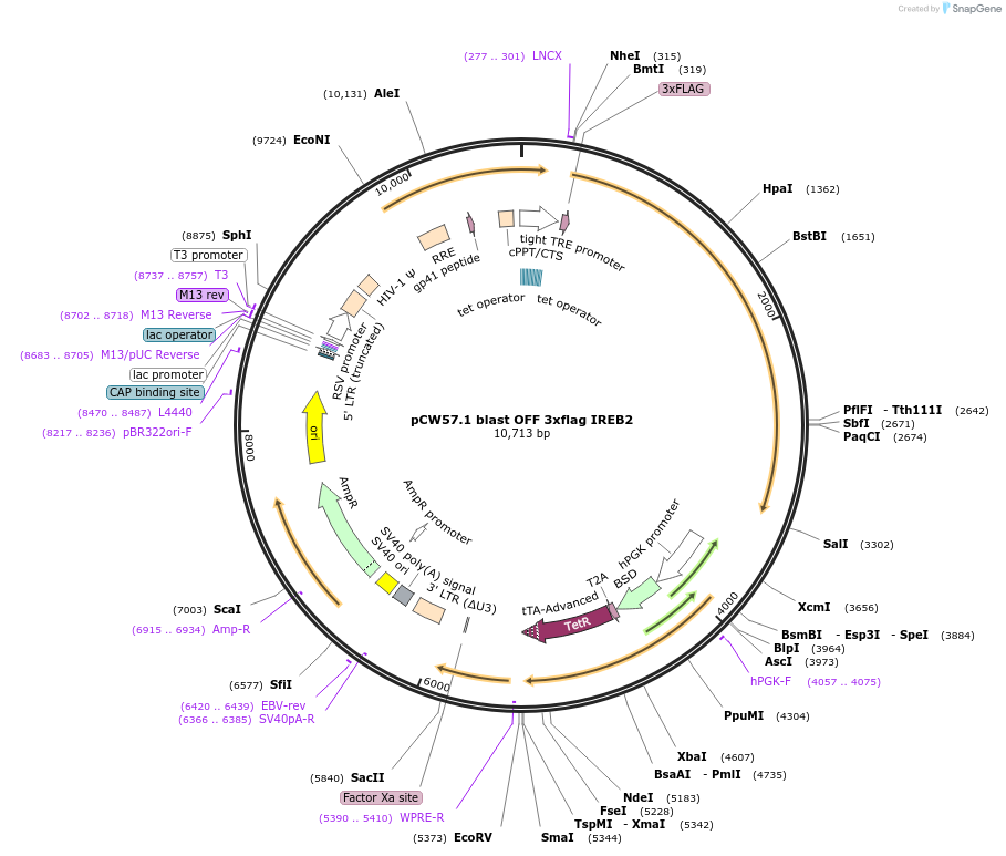 169889-plasmid-map-sequence-id-333142