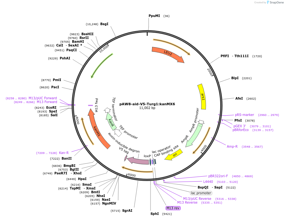 169357-plasmid-map-sequence-id-333200