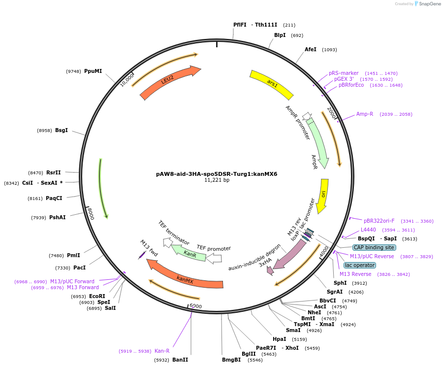 169359-plasmid-map-sequence-id-333203