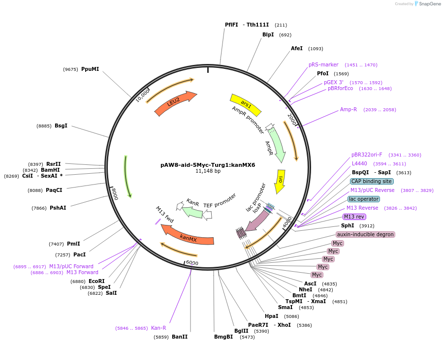 169356-plasmid-map-sequence-id-333204