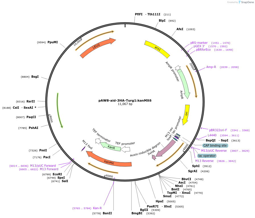 169355-plasmid-map-sequence-id-333206