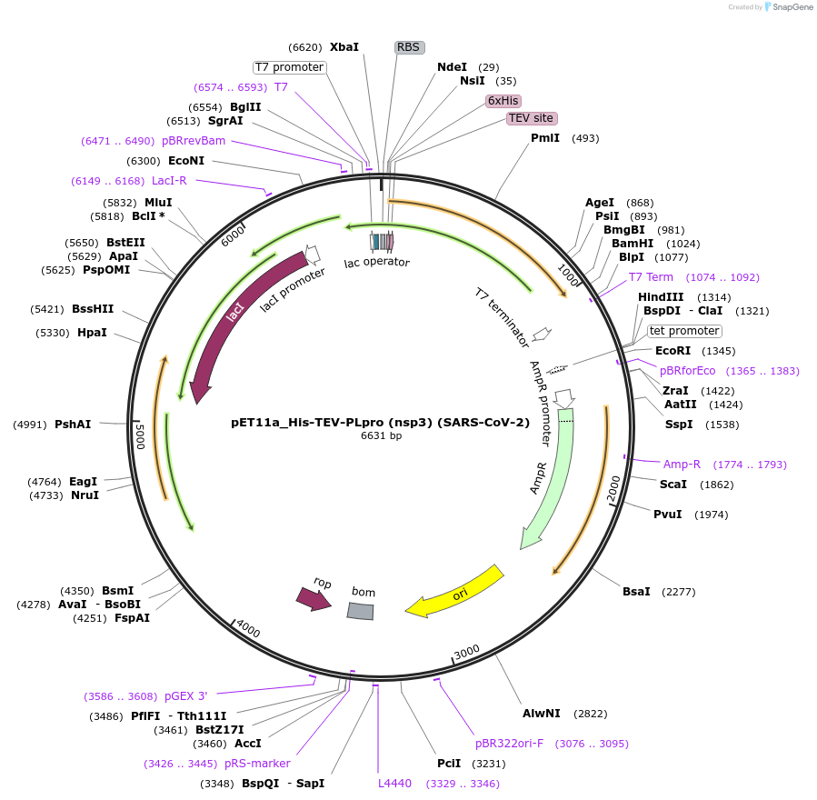 169192-plasmid-map-sequence-id-333229