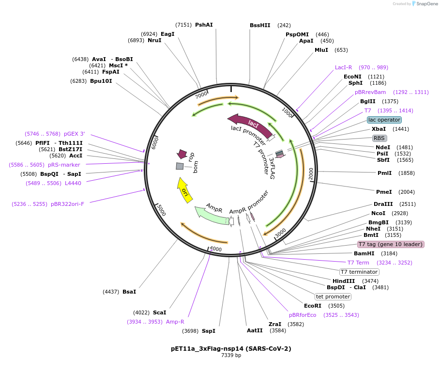 169159-plasmid-map-sequence-id-333230
