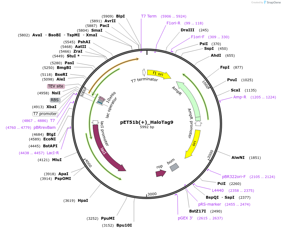 169324-plasmid-map-sequence-id-333232