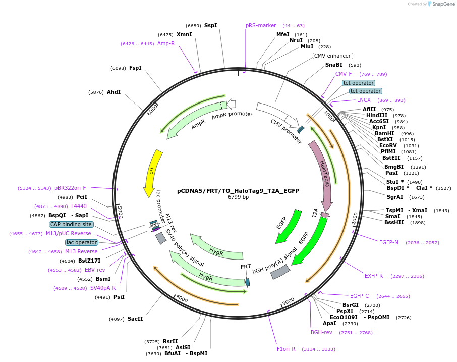 169326-plasmid-map-sequence-id-333234