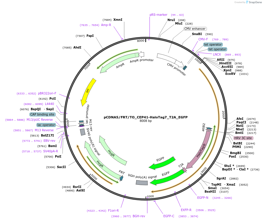 169327-plasmid-map-sequence-id-333235