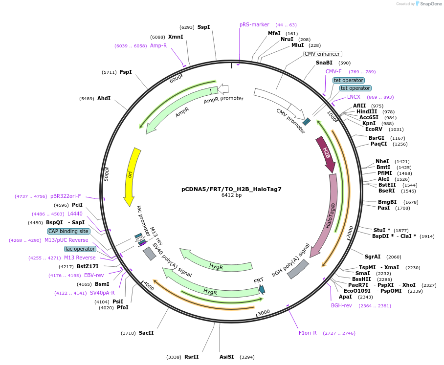 169329-plasmid-map-sequence-id-333237