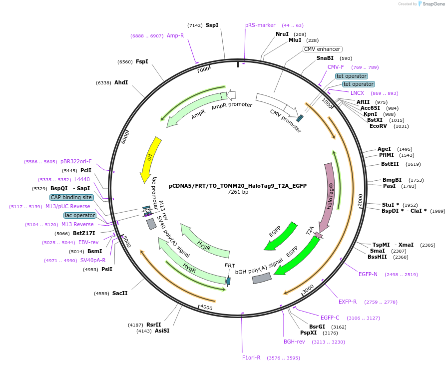 169333-plasmid-map-sequence-id-333241
