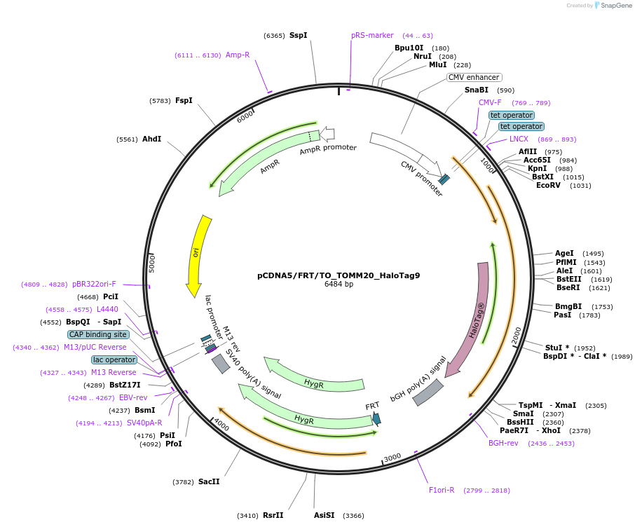 169335-plasmid-map-sequence-id-333243