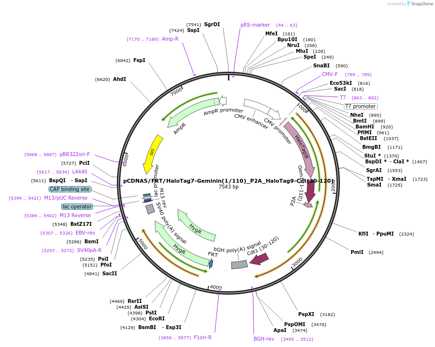 169336-plasmid-map-sequence-id-333244