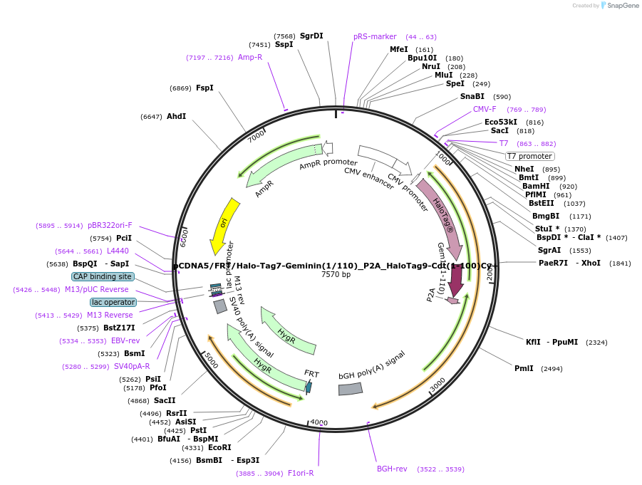 169337-plasmid-map-sequence-id-333245