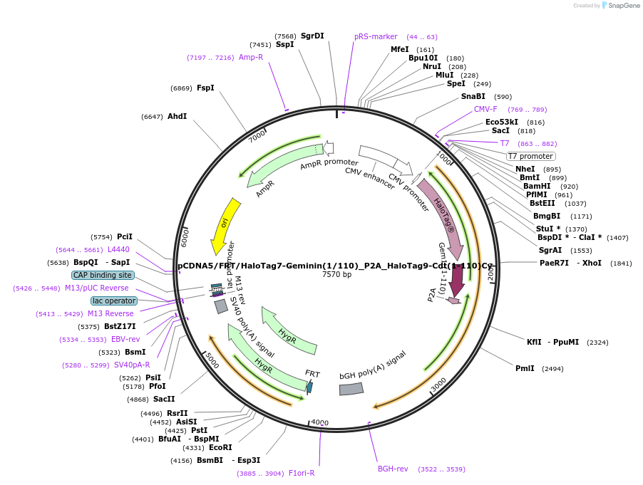 169338-plasmid-map-sequence-id-333246