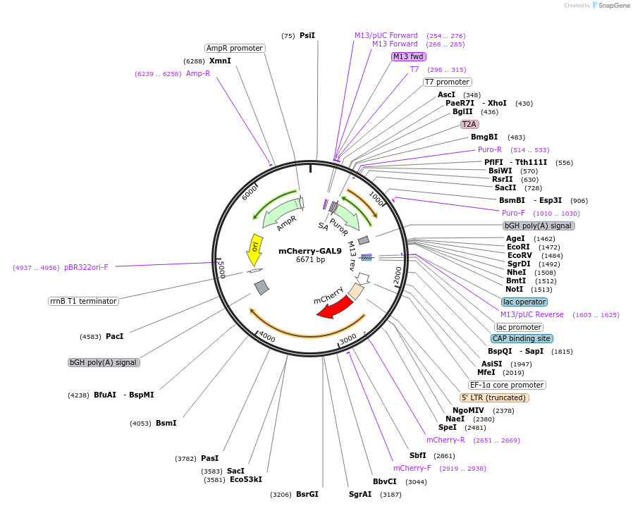 166689-plasmid-map-sequence-id-333252
