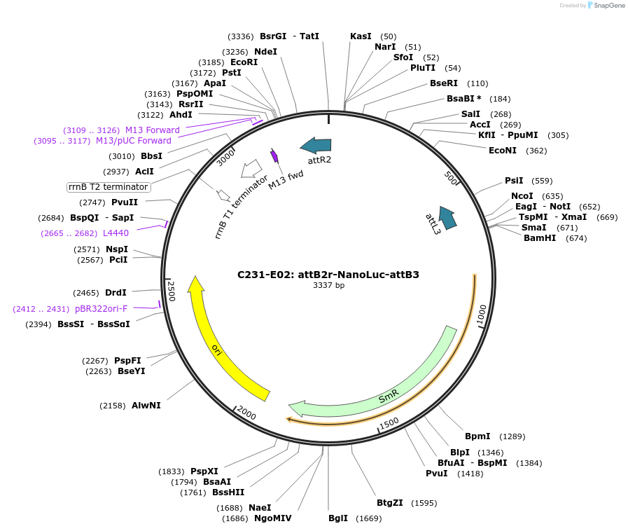 162901-plasmid-map-sequence-id-333253