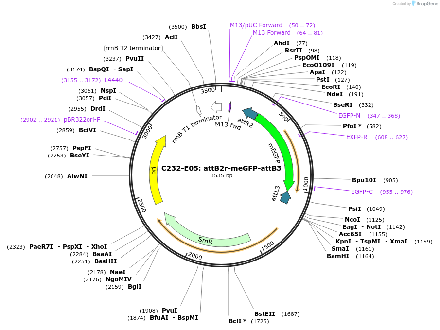 162902-plasmid-map-sequence-id-333254
