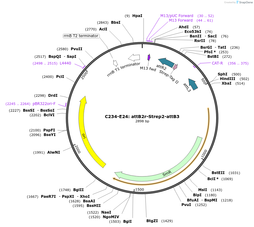 162913-plasmid-map-sequence-id-333256