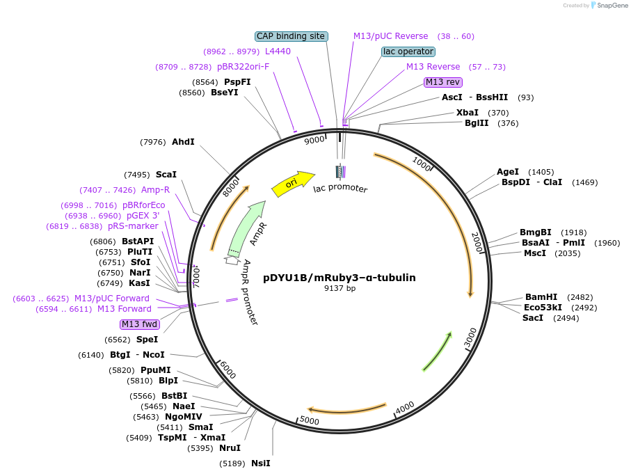 154302-plasmid-map-sequence-id-333266