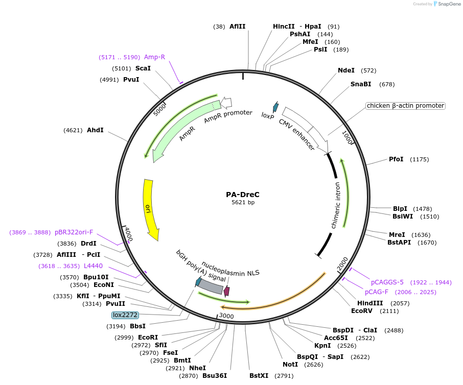169705-plasmid-map-sequence-id-333280