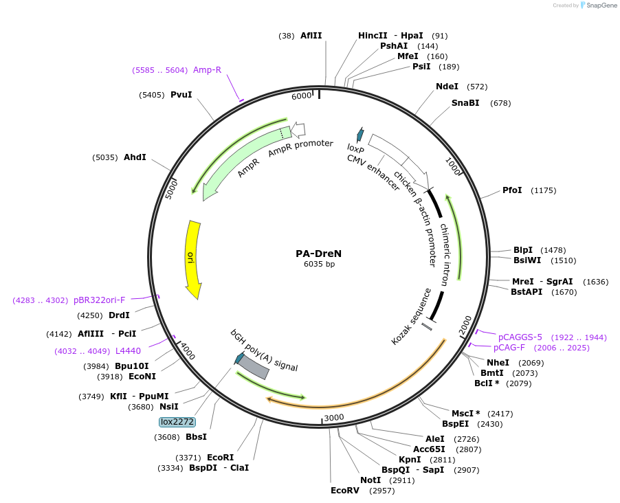169707-plasmid-map-sequence-id-333281