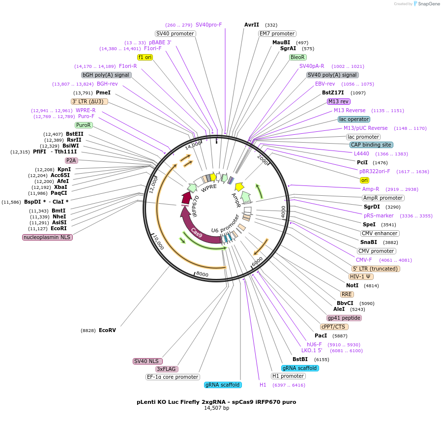 166134-plasmid-map-sequence-id-333283