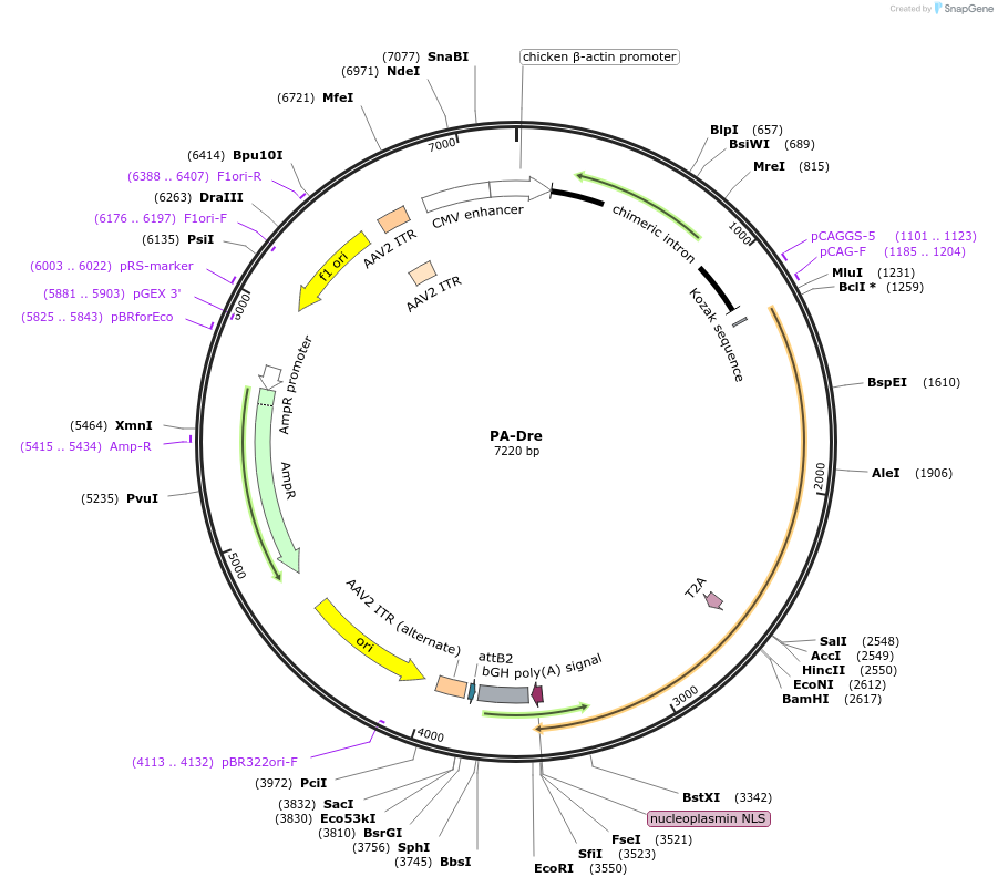 169706-plasmid-map-sequence-id-333284