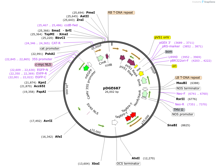 167299-plasmid-map-sequence-id-333326