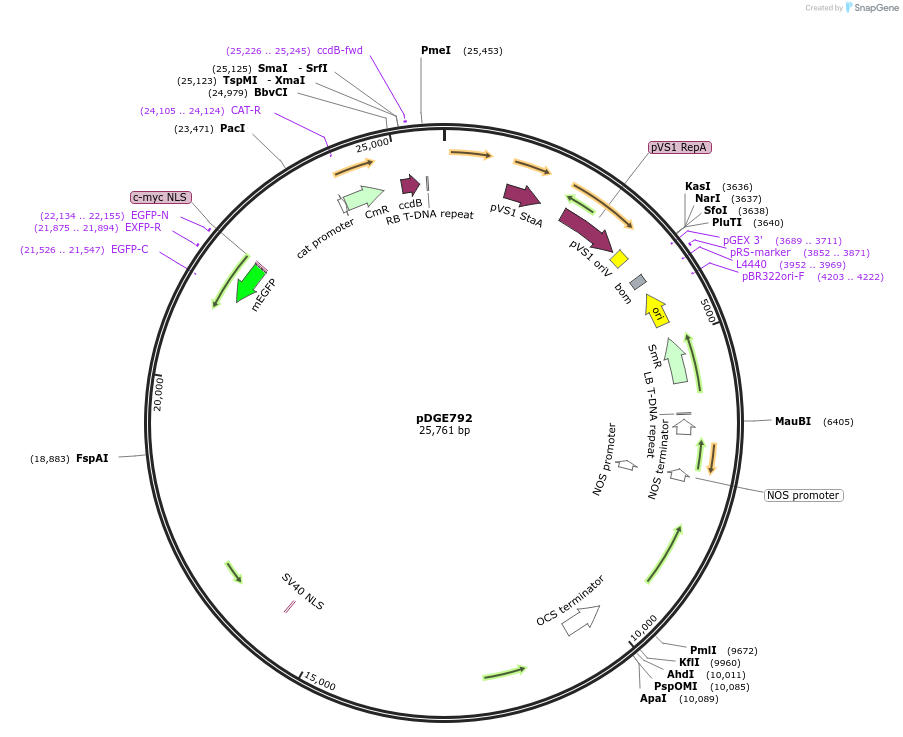167300-plasmid-map-sequence-id-333327