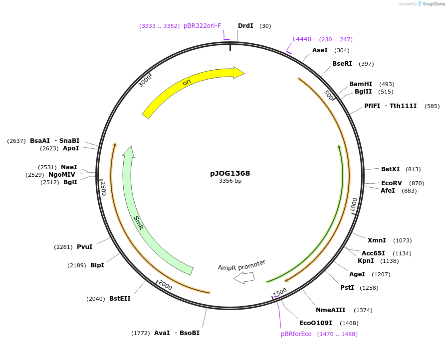 167301-plasmid-map-sequence-id-333328