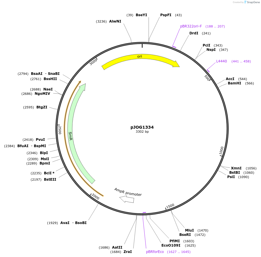167302-plasmid-map-sequence-id-333330