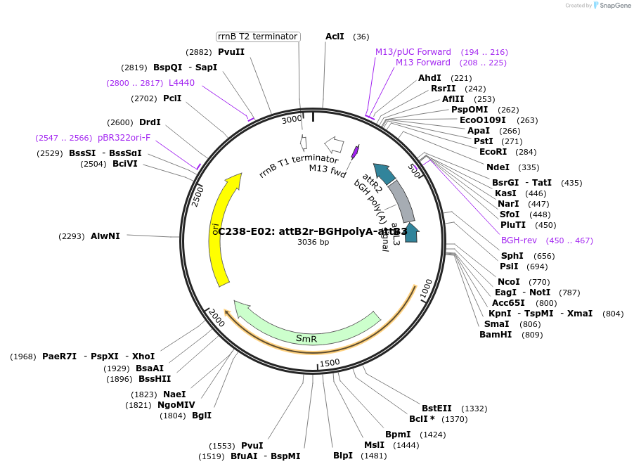162916-plasmid-map-sequence-id-333331