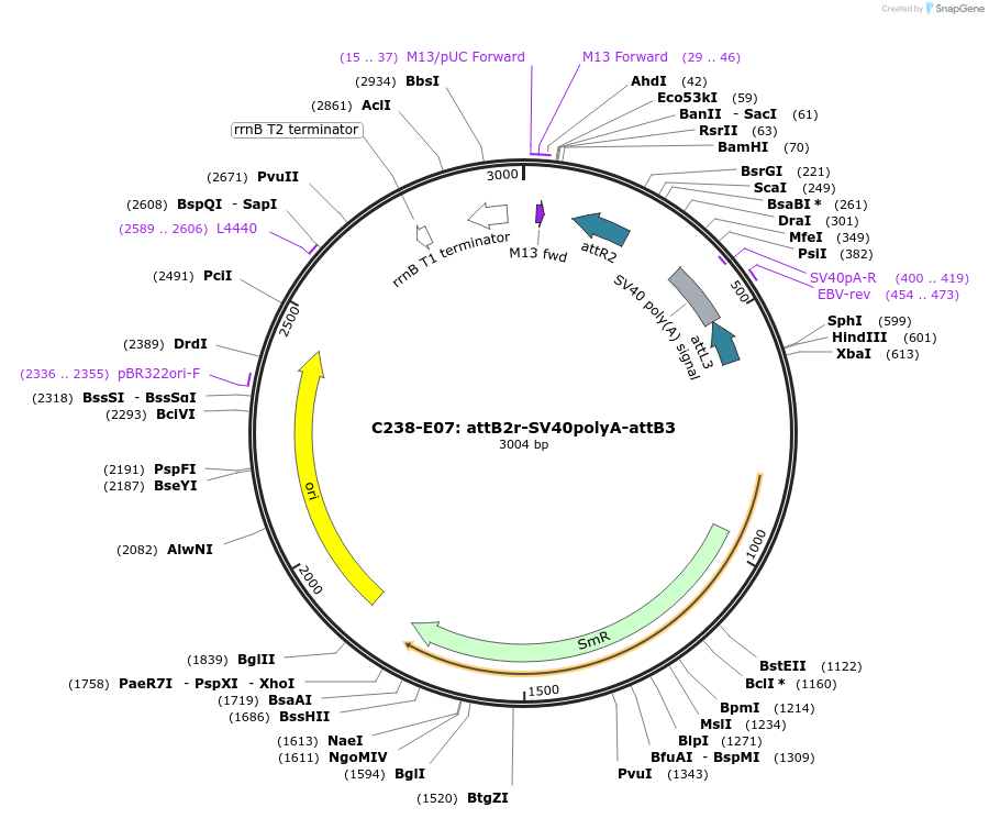 162917-plasmid-map-sequence-id-333332
