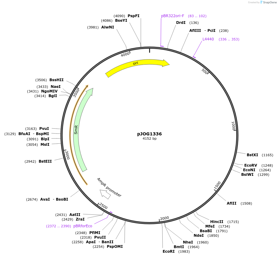 167303-plasmid-map-sequence-id-333334