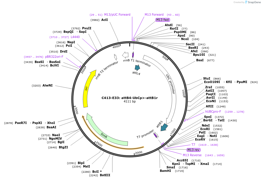 162925-plasmid-map-sequence-id-333335