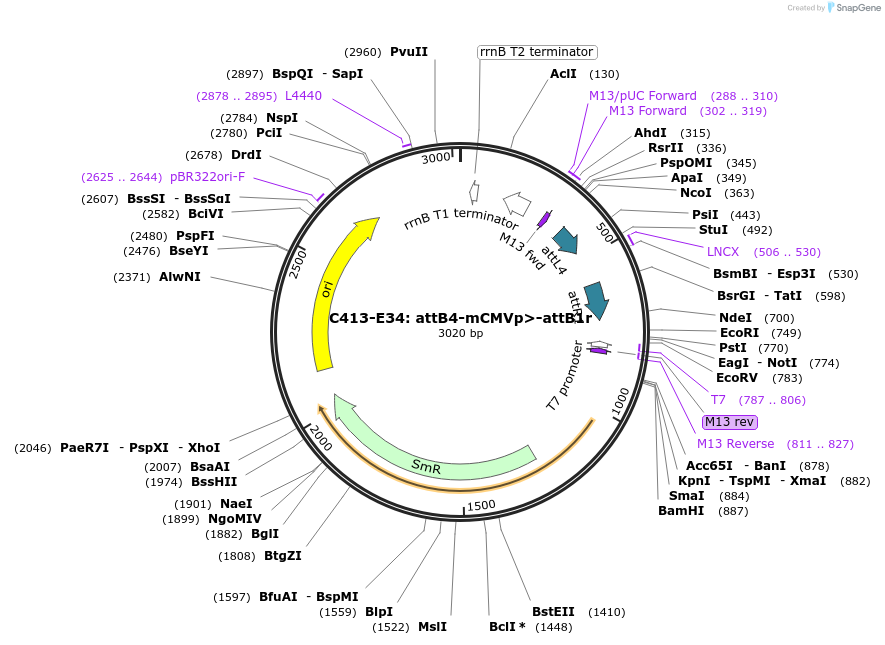 162926-plasmid-map-sequence-id-333336