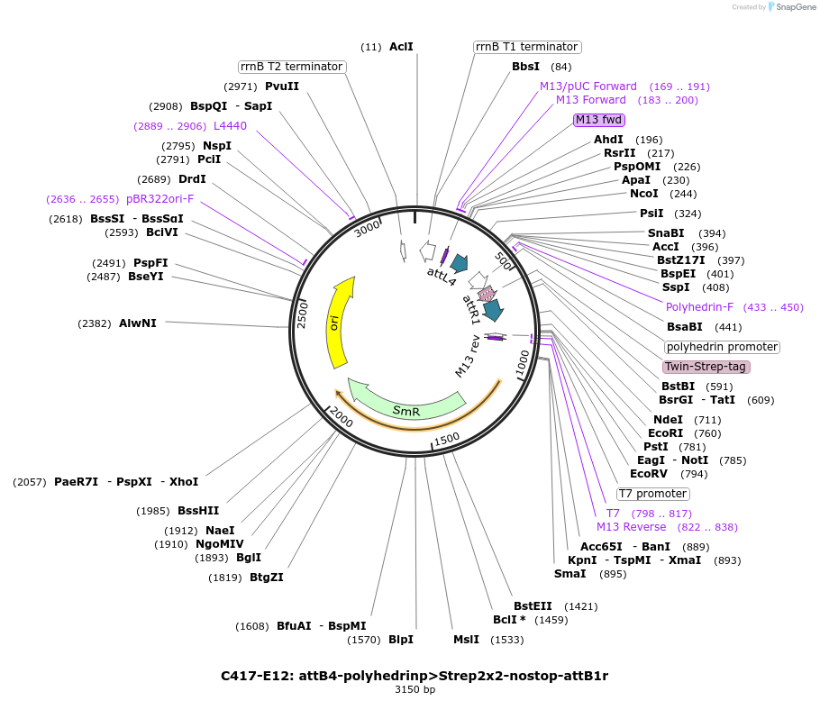 162937-plasmid-map-sequence-id-333338