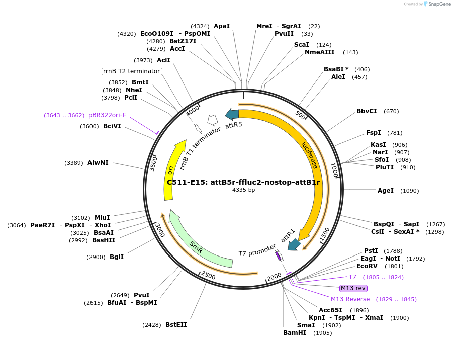 162939-plasmid-map-sequence-id-333339