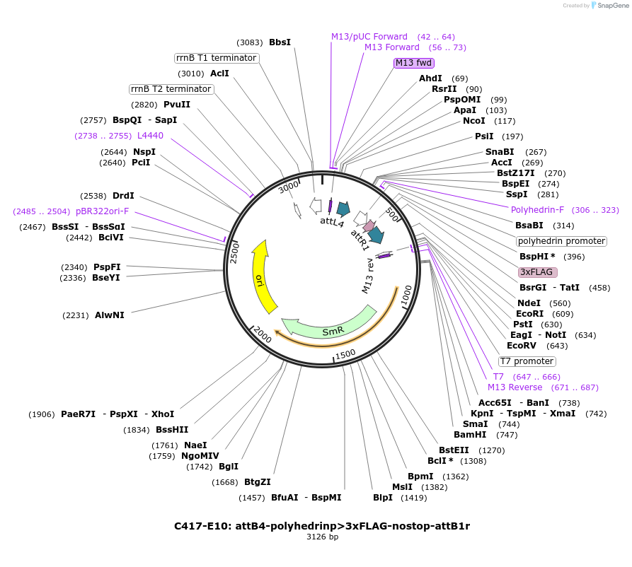 162936-plasmid-map-sequence-id-333360