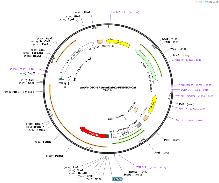 169128-plasmid-map-sequence-id-333371