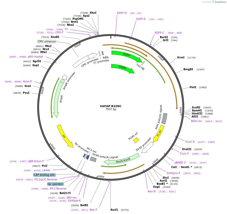 169476-plasmid-map-sequence-id-333373