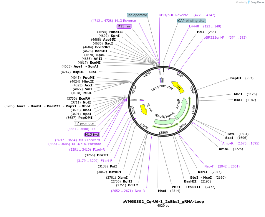 169369-plasmid-map-sequence-id-333379