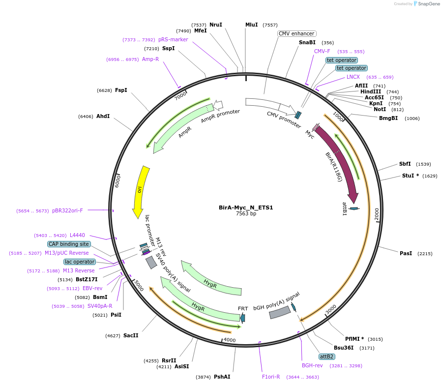 167700-plasmid-map-sequence-id-333382