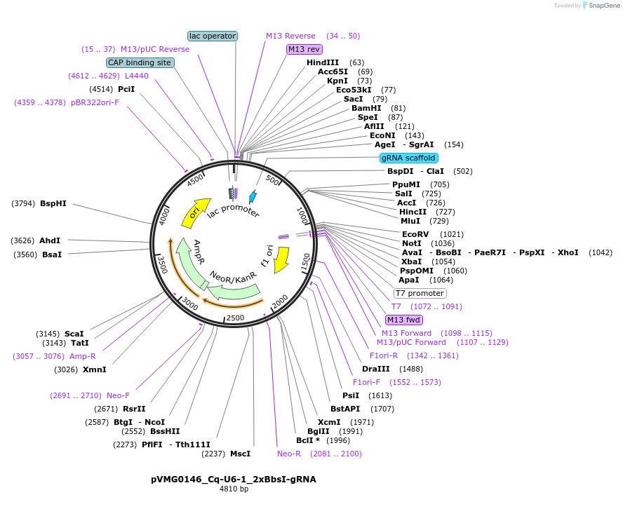 169238-plasmid-map-sequence-id-333388