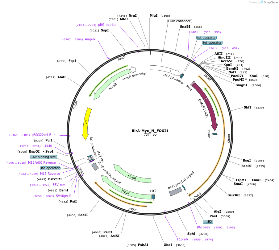 167702-plasmid-map-sequence-id-333389